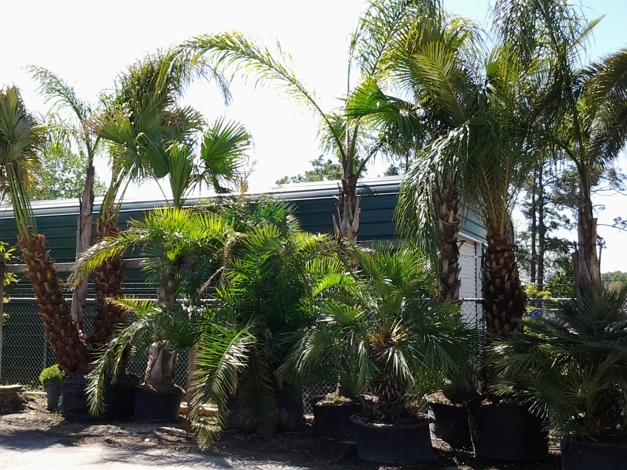 Florida Sable Fan Palm